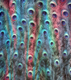 Printed Chiffon - 55