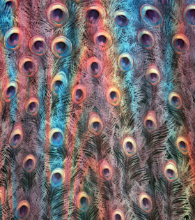 Printed Chiffon - 56