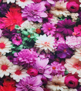Printed Bon Bon - Floral - Magenta