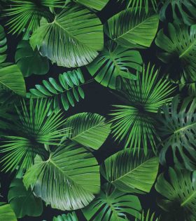 Printed Mini Matt - Tropical Leaves - Black