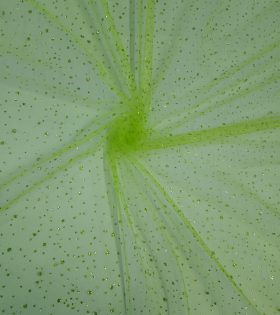 Glitter Raindrop Tulle - Lime
