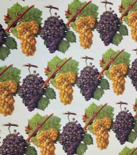 Printed Mini Matt (260713) -Bunch Of Grapes - Grape