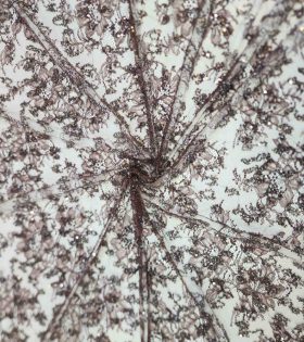 130cm Chantilly Beaded Lace  - Brown